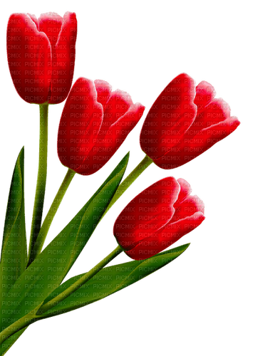 red tulips Bb2 - бесплатно png