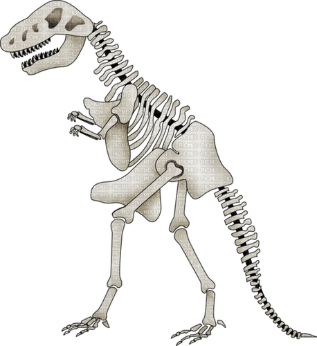 Squelette Dinosaure:) - png ฟรี