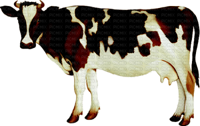 minou-animal-cow - PNG gratuit