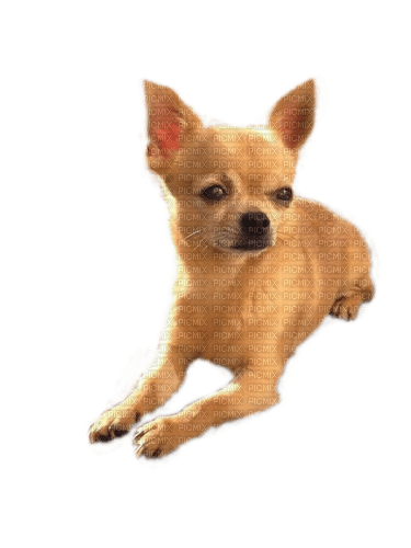 Hund, Chihuahua - bezmaksas png