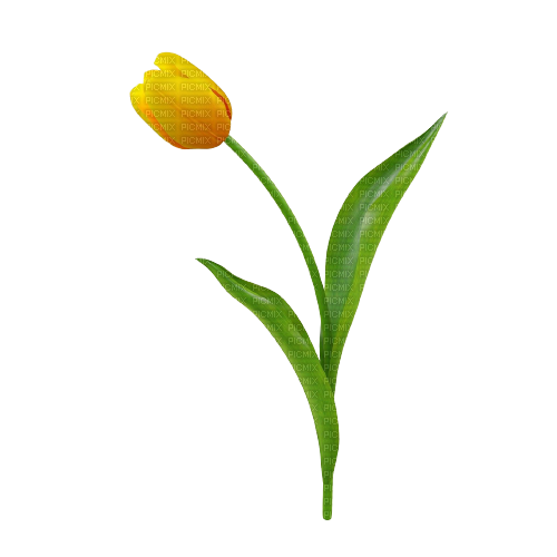 желтый тюльпан - besplatni png