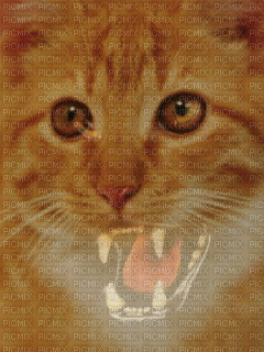cats bp - 無料のアニメーション GIF
