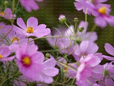 purple violet - Nitsa 1 - 無料png
