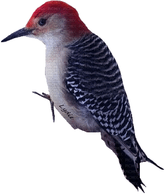 Bird.Oiseau.Pájaro.ave.Victoriabea - Darmowy animowany GIF