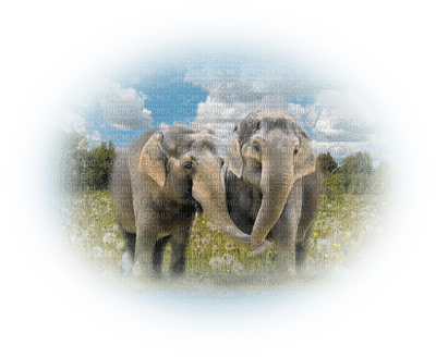 tube éléphants - 免费PNG
