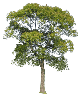 Baum - Free PNG