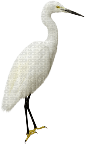 Storch - Free PNG