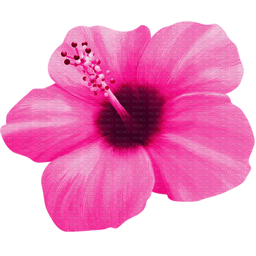 Flower.Pink - zdarma png