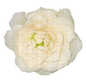 Kaz_Creations Deco Flowers Roses Flower - nemokama png