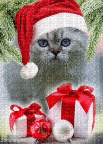 gatto natale - Ingyenes animált GIF