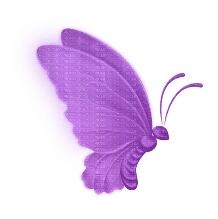 Schmetterling butterfly - kostenlos png