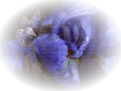 blue flowers-fleurs bleu-fiori blue-blå blommor-minou - nemokama png