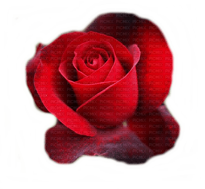 rose rouge Cheyenne63 - bezmaksas png