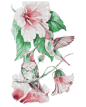 soave deco bird flowers hummingbird green pink - zadarmo png