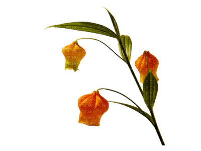 Flowers orange bp - ücretsiz png
