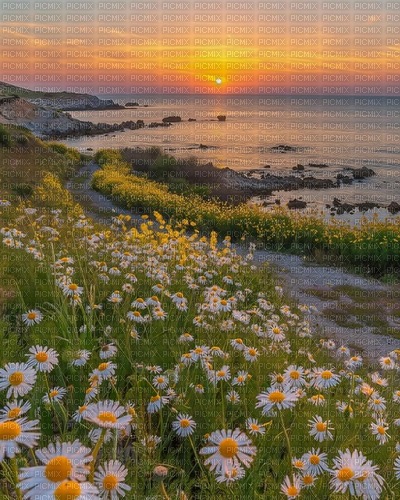 Flowers beach path sunset background - Free PNG