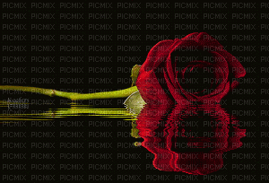 maj gif rose rouge eau - GIF animado gratis