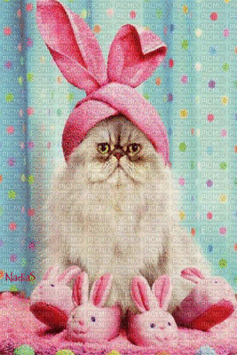 cats dress up bp - Free animated GIF