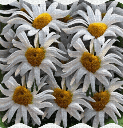 gif fleurs animées - 免费动画 GIF