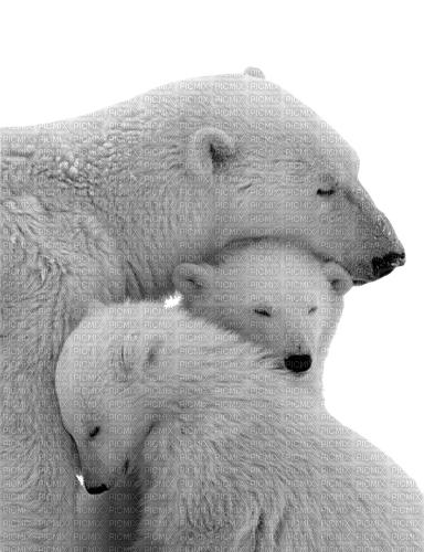 polar bear - 免费PNG