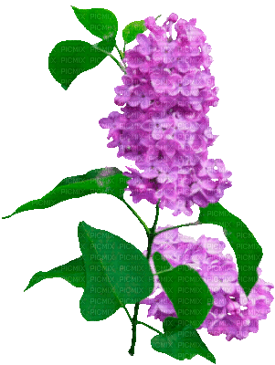 loly33 lilas - Nemokamas animacinis gif