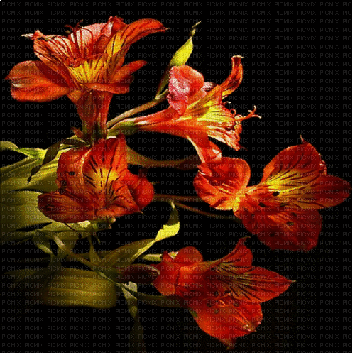background hintergrund fondo flowers milla1959 - GIF animate gratis