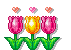 Tulipes - Animovaný GIF zadarmo