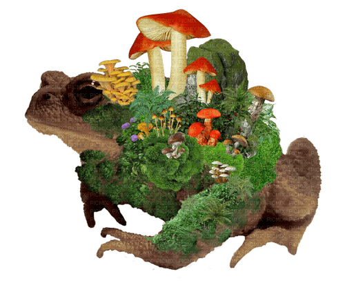 mossy mushroom toad - Free PNG