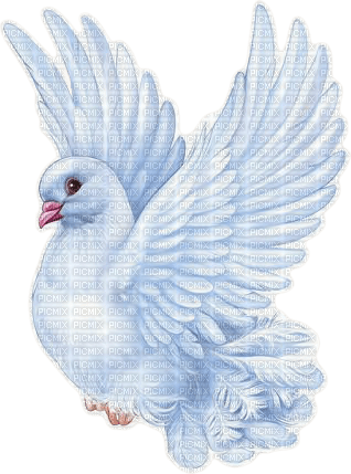 white dove - png gratis