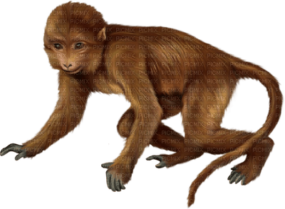 Kaz_Creations Animals Monkey - nemokama png