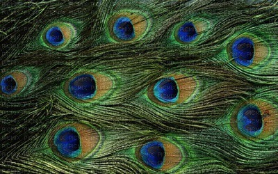 Kaz_Creations Deco Peacock Backgrounds Background - png grátis