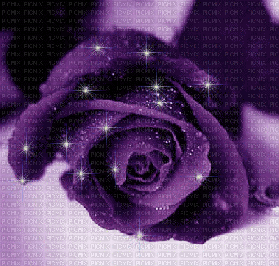 rose violette - GIF animado gratis