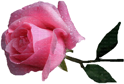 Róża - Zdarma animovaný GIF