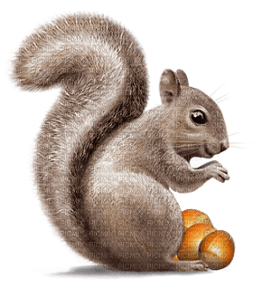 Kaz_Creations Squirrel - png gratuito