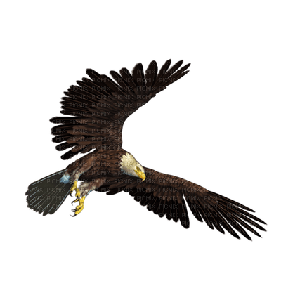 Kaz_Creations Birds Bird Eagle - png ฟรี