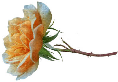 kukka, fleur, flower, ruusu, rose - фрее пнг