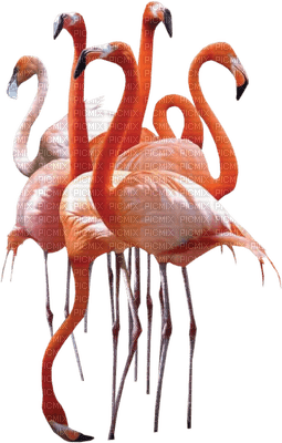 MMarcia flamingo bird - фрее пнг