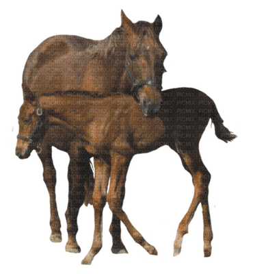 horse with foal bp - besplatni png