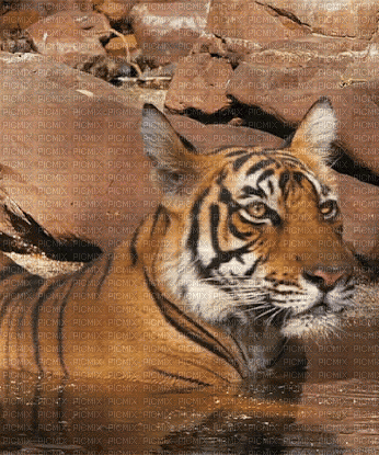 tiger - Ücretsiz animasyonlu GIF