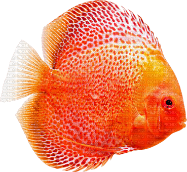 fish.Orange - png grátis