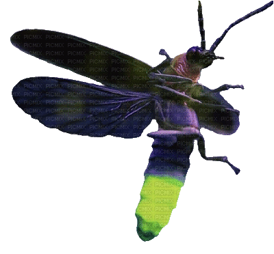 Firefly, Lightning Bug - Kostenlose animierte GIFs