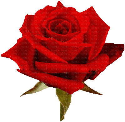 ruža - Nemokamas animacinis gif