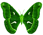 Butterfly, Butterflies, Insect, Insects, Deco, Green, GIF - Jitter.Bug.Girl - Zdarma animovaný GIF
