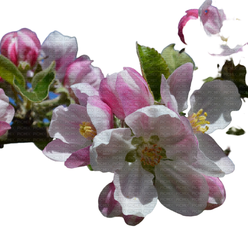 Apple Blossom - ücretsiz png