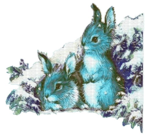 nbl- rabbit - besplatni png