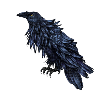 Ravens - 無料png