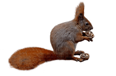 orava, squirrel, sisustus, decor - 免费PNG