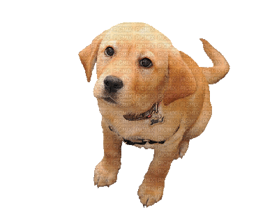 Chien.Dog.Perro-Victoriabea - Free animated GIF