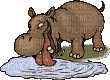 hipopotam - Бесплатный анимированный гифка