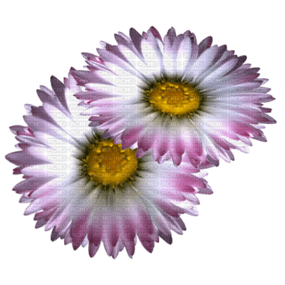 Kaz_Creations Deco Flowers Flower  Colours - безплатен png
